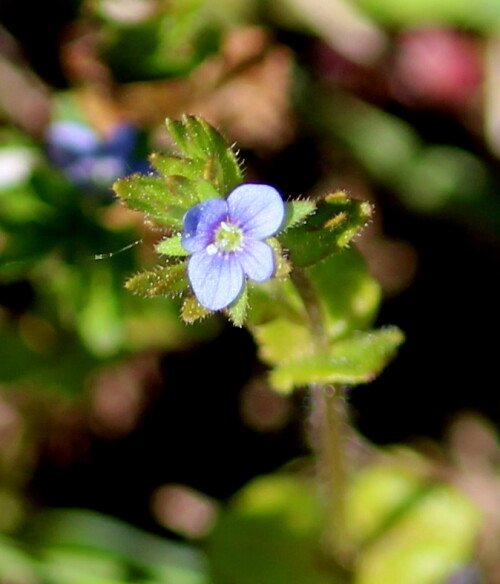 efeublattriger-ehrenpreis-veronica-hederifolia-17130.jpeg