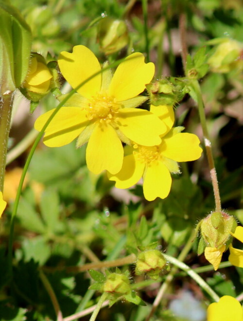 fruhlings-fingerkraut-potentilla-neumanniana-17127.jpeg