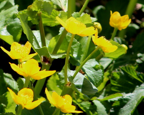 sumpfdotterblume-caltha-palustris-17132.jpeg