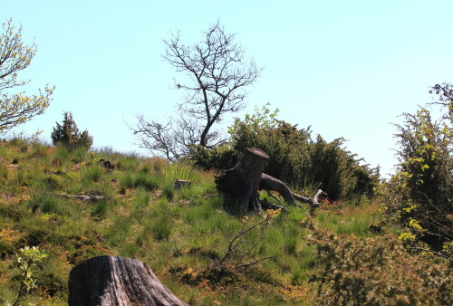 Aufgenommen bei Wanderung auf der Streuobstroute bei Dautphe

Aufnameort: Gladenbacher Bergland, 08.05.2016
Kamera: Canon EOS 600D 1/250; 10,0; 55,0mm; ISO 100