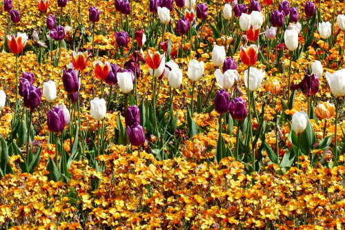 

Aufnameort: Landesgartenschau in Öhringen
Kamera: Panasonic Lumix FZ 200