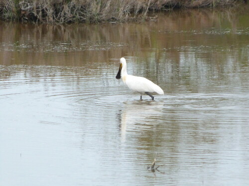 Der Löffler ist die zweite in Europa vorkommende Ibis-Art. Dieses
eine Exemplar sah ich in der Camargue/Südfrankreich. Ein für
mich vollkommen ungewohnter Anblick.

Aufnameort: Camargue/Südfrankreich
Kamera: Lumix FZ 48