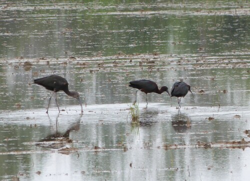 Diese Sichler sind nur ein Teil von den vielen, die ich in diesem Jahr in der Camargue angetroffen haben. Sie sind mir in den letzten 20 Jahren nie aufgefallen und diesmal begegneten mir ca. 50 bis 100 Stück.
Sie gehören zu der Gattung der Ibisse.

Aufnameort: Camargue/Südfrankreich
Kamera: Lumix FZ 48