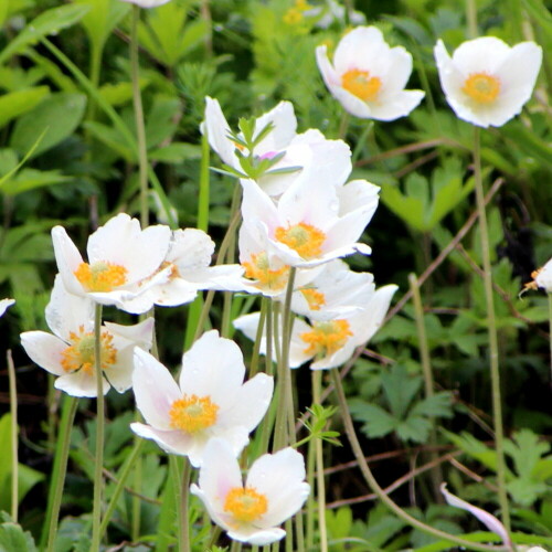 Sie ist deutlich größer und blüht später als ihre Verwandte A. nemorosa. Sie benötigt Wärme und Kalk, sie bildet Bestände im Kaiserstuhl, im Schwarzwald und in der fränkischen Schweiz. Im norddeutschen Tiefland fehlt sie völlig.

Aufnameort: Kaiserstuhl, 12.05.2016
Kamera: Canon EOS 600D 1/400; 5,6; 233,0mm; ISO 320