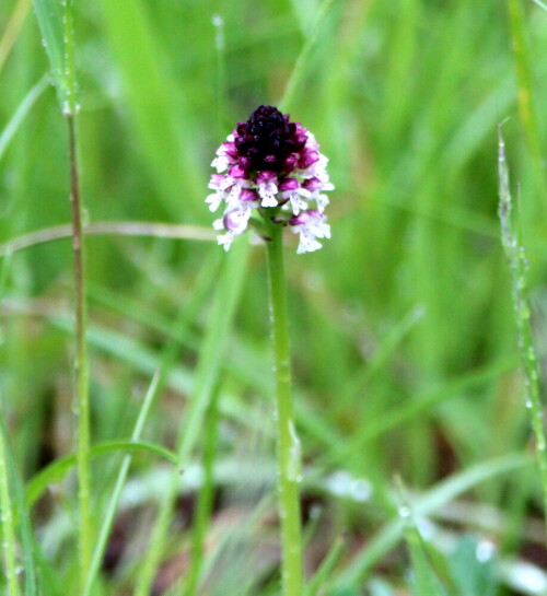 brand-knabenkraut-orchis-ustulata-bluht-auf-17145.jpeg