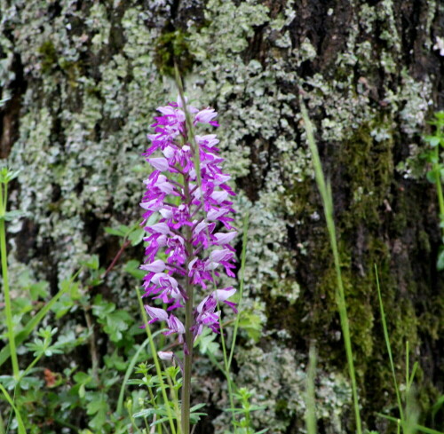 helm-knabenkraut-orchis-militaris-17144.jpeg