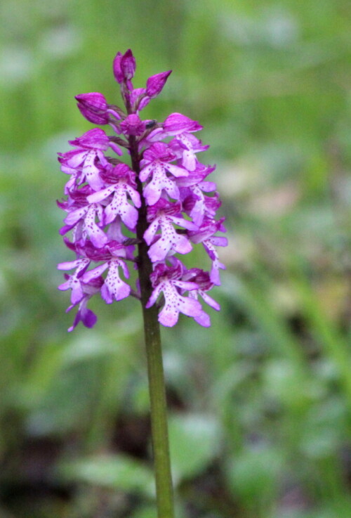 purpurknabenkraut-orchis-purpurea-17146.jpeg