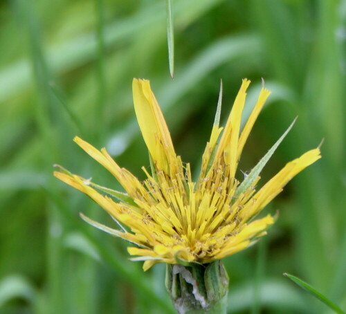 wiesen-bocksbart-tragopogon-pratensis-17138.jpeg