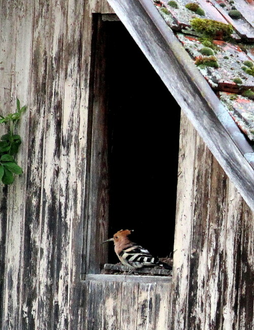 

Aufnameort: Kaiserstuhl, Region Bötzingen, 13.05.2016
Kamera: Canon EOS 600D 1/320; 6,3; 250,0mm; ISO 2000