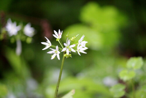 barlauch-bluht-allium-ursinum-17148.jpeg