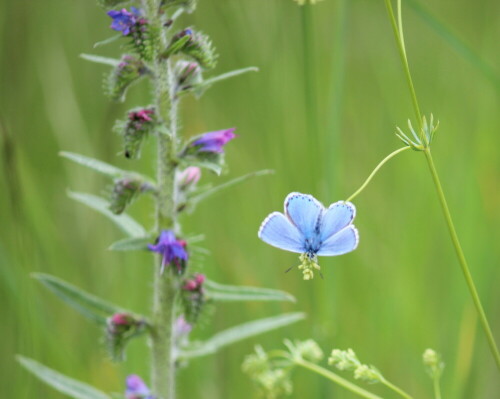 

Aufnameort: Kaiserstuhl, Badberg, 14.05.2016
Kamera: Canon EOS 600D 1/320; 5,6; 163,0mm; ISO 125