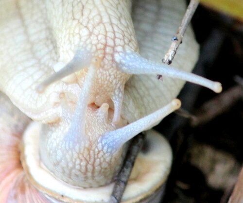 der-kuss-der-weinbergschnecke-17289.jpeg