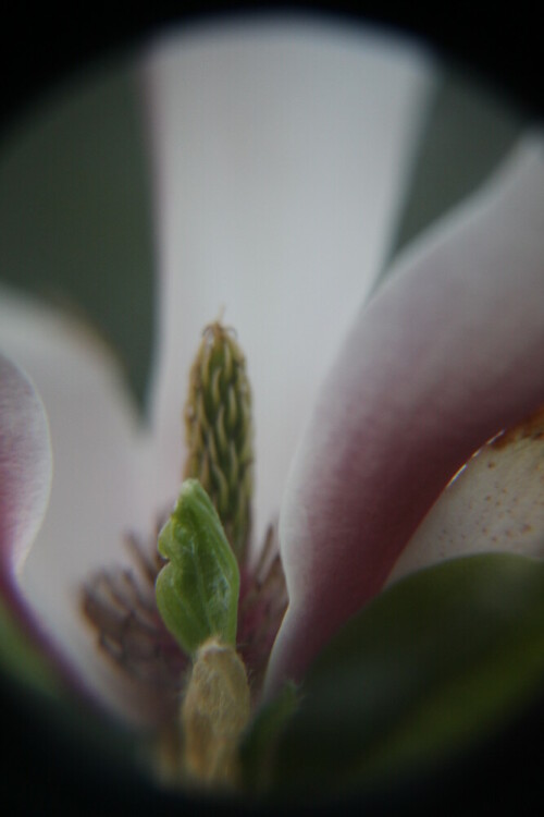 Pupur-Magnolien werden als Ziergehölze angepflanzt.
https://de.wikipedia.org/wiki/Purpur-Magnolie

Aufnameort: Eiershausen Garten
Kamera: Canon EOS 700D