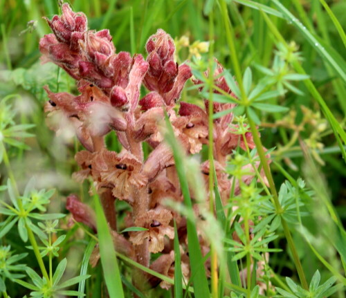 Dies Pflanze lebt vollkommen parasitisch und benötigt daher kein Chlorophyll.

Aufnameort: Kaiserstuhl, Badberg, 14.05.2016
Kamera: Canon EOS 600D 1/100; 5,6; 70,0mm; ISO 100