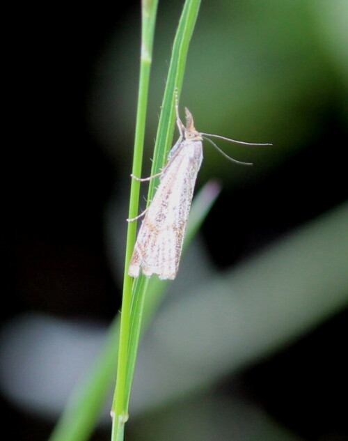 Es gibt sie auf einer Wiese zu Tausenden, aber fotografieren lassen sie sich kaum, bei der geringsten Annäherung fliegen sie auf und verschwinden im Grasdschungel. Ich hatte 20min lang zu tun, bis ich diesen kleinen Kerl eingefangen hatte - und optimal ist das Bild natürlich nicht, aber ich habe ihn ergattert!

Aufnameort: Kaiserstuhl, Badberg, 14.05.2016
Kamera: Canon EOS 600D 1/200; 5,6; 146,0mm; ISO 400