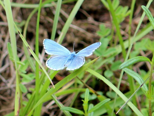 himmelblauer-blauling-polyommatus-bellargus-17171.jpeg