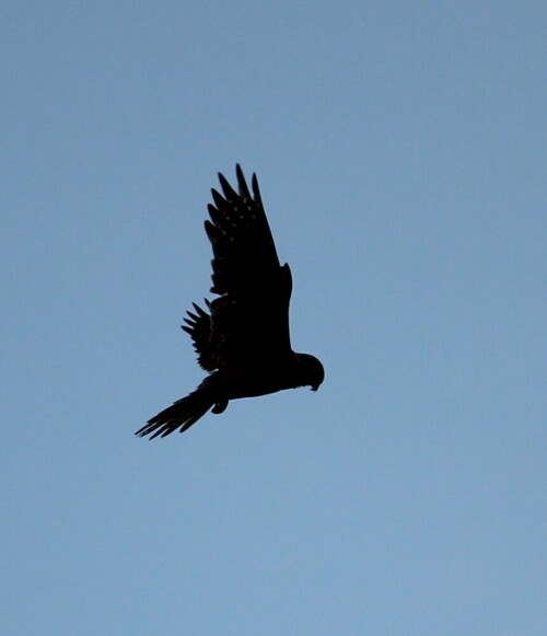 In der Kaiserstuhlregion gehören Turmfalken zu den häufigsten Greifen.

Aufnameort: Kaiserstuhl, Badberg, 14.05.2016
Kamera: Canon EOS 600D 1/2000; 5,6; 250,0mm; ISO 160