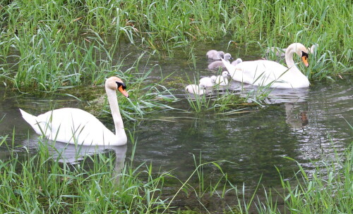 

Aufnameort: Altrheinarm nördlich Breisach, 14.05.2016
Kamera: Canon EOS 600D 1/100; 5,6; 55,0mm; ISO 400