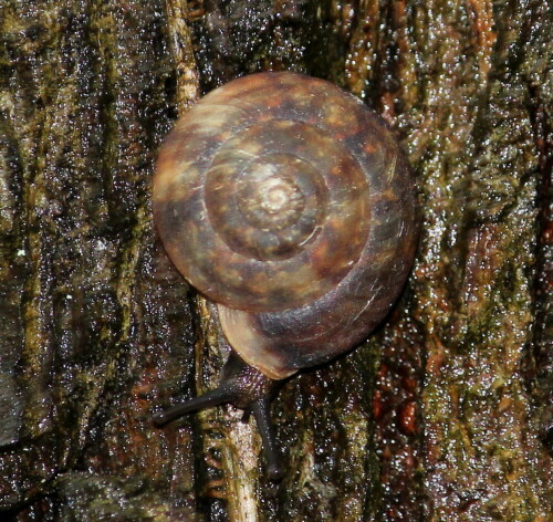 

Aufnameort: Altrheinarm nördlich Breisach, 14.05.2016
Kamera: Canon EOS 600D 1/60; 5,6; 187,0mm; ISO 400