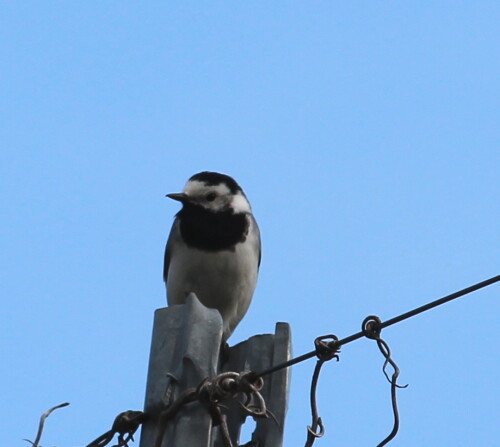 

Aufnameort: Kaiserstuhl, 15.05.2016
Kamera: Canon EOS 600D 1/4200; 7,1; 250,0mm; ISO 100