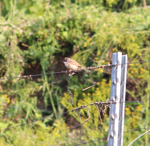 

Aufnameort: Kaiserstuhl, 15.05.2016
Kamera: Canon EOS 600D 1/320; 6,3; 250,0mm; ISO 320