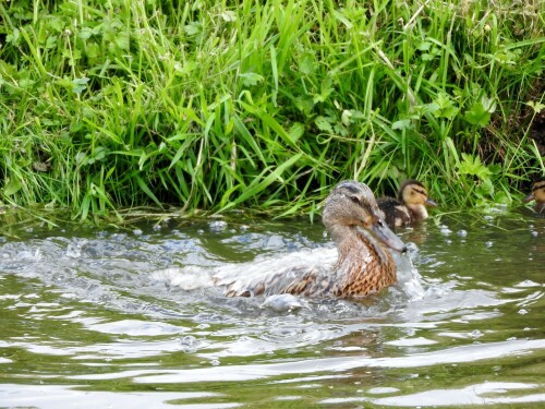 ente-beim-baden-17012.jpeg