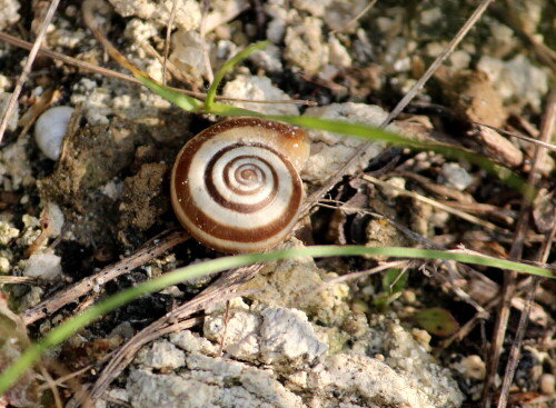 gewohnliche-heideschnecke-helicella-itala-17301.jpeg