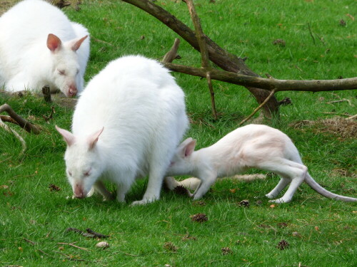 Sehr interessant, wie das kleine Känguruhjunge sich auf den Weg zur Futterquelle macht.

Aufnameort: Haltern am See
