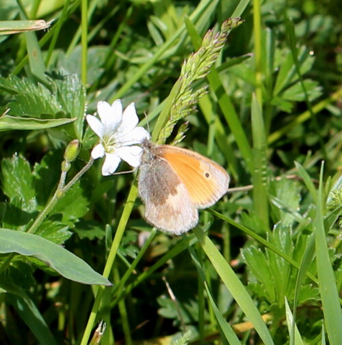 kleines-wiesenvogelchen-coenonympha-pamphilus-17318.jpeg