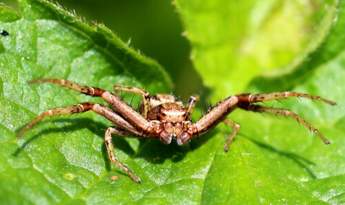 Xysticus spec. in typischer Lauerstellung

Aufnameort: Kaiserstuhl, 15.05.2016
Kamera: Canon EOS 600D 1/200; 5,6; 100,0mm; ISO 100