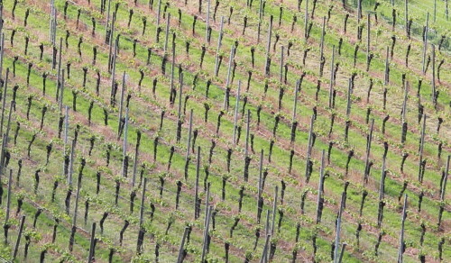 Der Weinanbau prägt das Landschaftsbild am Kaiserstuhl. Trotz der hochgradig durch Menschen geformten Landschaft hat sich eine erstaunliche Artenvielfalt erhalten. Glücklicherweise wächst die Zahl der biologisch arbeitenden Winzerbetriebe.

Aufnameort: Kaiserstuhl, 15.05.2016
Kamera: Canon EOS 600D 1/400; 4,0; 55,0mm; ISO 100