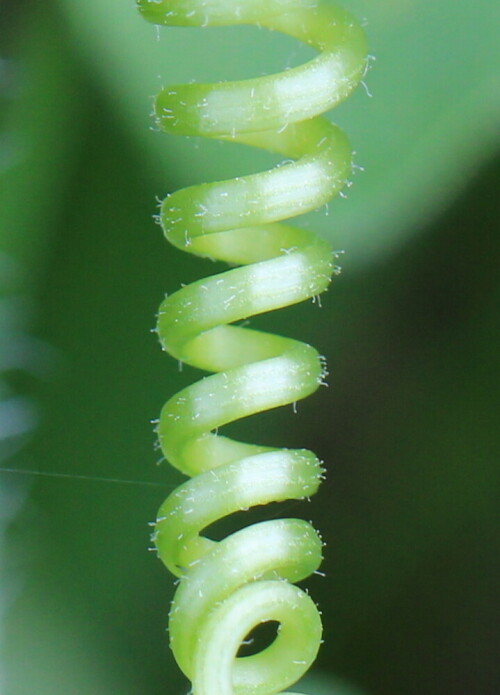 Ranke der Zaunrübe in fast perfekter Spirale

Aufnameort: Kaiserstuhl, 15.05.2016
Kamera: Canon EOS 600D 1/125; 5,6; 100,0mm; ISO 320