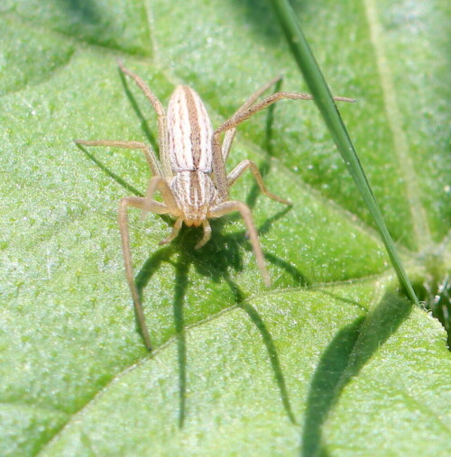 Unterschieden werden können beide Arten nur durch Untersuchung der Geschlechtsorgane, aber ich glaube nicht, dass die Spinne das wollte.

Aufnameort: Kaiserstuhl, 15.05.2016
Kamera: Canon EOS 600D 1/200; 5,6; 100,0mm; ISO 100