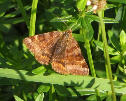 

Aufnameort: Eptingen BL CH
Kamera: Canon PowerShot SX 220 HS