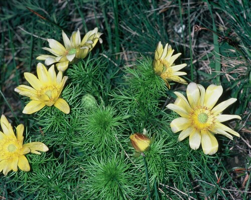 fruhlings-adonisroschen-adonis-vernalis-17463.jpeg