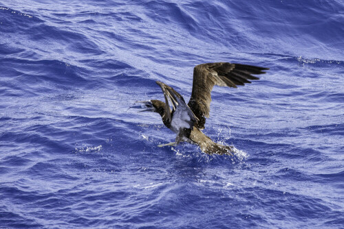 Unterwegs auf dem Segelboot von Martinique nach St. Lucia fotografierte ich jagende Brauntölpel. Dass diesem Tölpel das Fressen in Form eines fliegenden Fisches direkt ins Maul flog stellte ich erst später am Bildschirm fest.

Aufnameort: Karibik zwischen Martinique und St. Lucia
Kamera: Canon EOS5 MarkII, 200mm, 1/1000 f/8,0 EF70-200f/4L IS USM