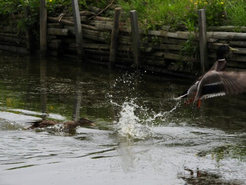 

Aufnameort: Hamburg, altes Land
Kamera: Nikon Coolpix P610