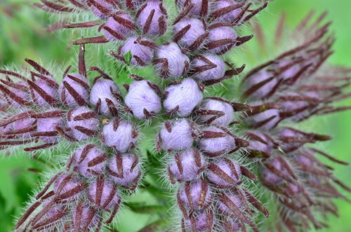 

Aufnameort: Weidenbach, in meinem Garten
Kamera: Nikon 7000