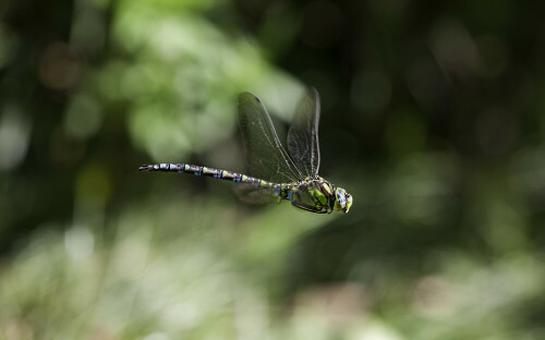 Libellen im Flug zu fotografieren erfordert Geduld. Man erwischt sie, wenn sie einen Moment im Flug verharren.
1/400Sek bei f7,1 ISO 640, 400mm

Aufnameort: Botanischer Garten Ulm
Kamera: Canon EOS 5D MarkII, EF 100-400mm f4,5-5,6L IS USM