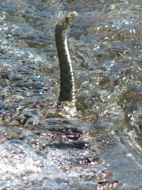 Wenn die Sagen um Nessi am Gardasee spielen würden - hier wäre das Belegfoto dafür. Diese Würfelnatter streckt ihren Vorderkörper weit aus dem Wasser. Dicht unter der Wasseroberfläche befand sich ein Gitter, durch das sie sich hindurchgeschlängelt hatte.

Aufnameort: Gardasee
Kamera: Canon Powershot SX 120 IS