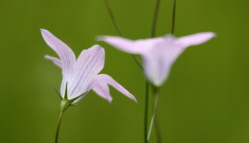 wiesenglockenblume-17324.jpeg