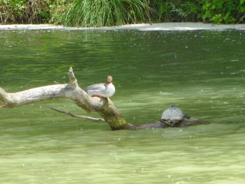 gansesager-und-zierschildkrote-17133.jpeg