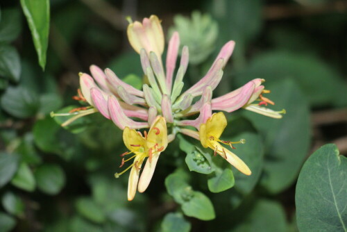 Das Jelängerjelieber gehört zu den Geißblattgewächsen(Caprifoliaceae).
https://de.wikipedia.org/wiki/Gartengeißblatt

https://www.youtube.com/watch?v=yTofLtrB6ZU
https://www.youtube.com/watch?v=980ZDTGhYvk
u. a.

Aufnameort: Eiershausen Garten
Kamera: Canon EOS 700D