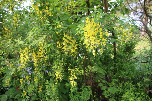 gemeiner-goldregen-laburnum-anagyroides-fabr-17180.jpeg