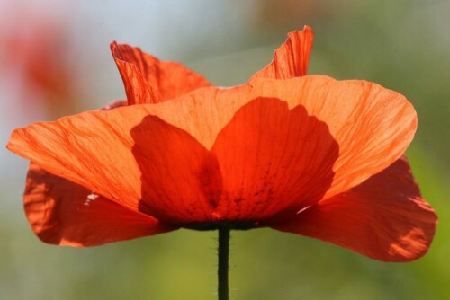 klatschmohn-blute-17208.jpeg