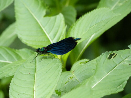 Blauflügelprachtlibelle (calopteryx virgo) in den Hegbachauen von
Egelsbach. Eine Libellenart, mit der man hier bei uns eigentlich gar nicht rechnen kann. Eine Riesenüberraschung also.

Aufnameort: Egelsbach
Kamera: Lumix FZ 48