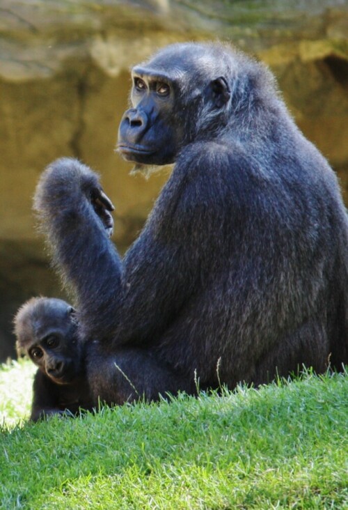 Gut beschützt der kleine Gorilla

Aufnameort: Hannover
