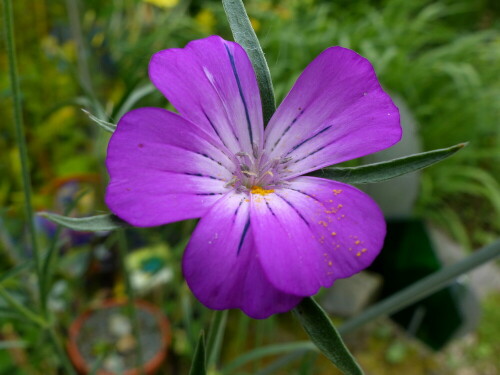 

Aufnameort: Weidenbach, in meinem Garten
Kamera: Panasonic Lumix FZ 200