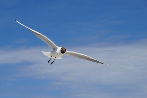 Lachmöwen gab es einige an der Ostsee... ich genoss es sehr die eleganten Flieger zu beobachten und zu fotografieren.

Aufnameort: Ostsee, Zingst
Kamera: Sony SLT A 77 II