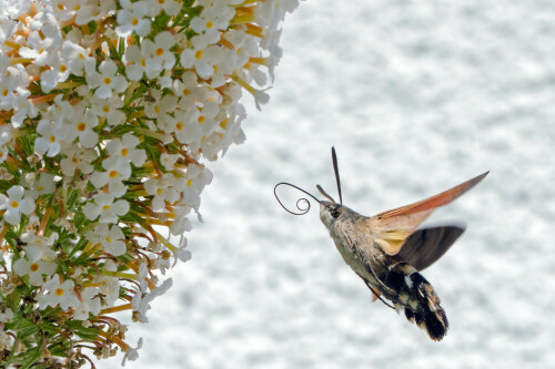 Eingerollter Rüssel des Taubenschwänzchens im Flug

Aufnameort: Bad Kissingen
Kamera: Nikon D5100